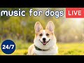 Relaxing dog music tv  live 247 used by 10 million dogs deep sleep anxiety therapy