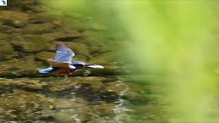 2990#カワセミ#巣立ち#境川#Kingfisher#fledging#20180827#2／4
