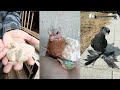 Как растут птенцы голубей. How pigeons are growing up