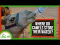 Where Do Camels Store Their Water?