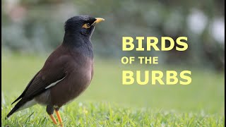 Birds of the Burbs