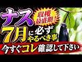 【ナスは7月で決まる】収穫最盛期にコレを見逃すと一気に弱ります…今すぐ確認して下さい
