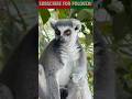 রিং টেইলড লেমুর 😍 এই মজার প্রাণীটা দেখেছো? | Amazing Animal Facts #shorts #animaldocumentary