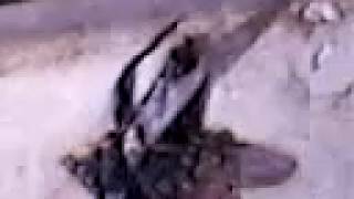 Ankaranın Çılgın Sinekleri Balıkesirin Çılgın Eşeklerinden Alıntıdır