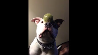 Pitbull Puppy At 7 Months Old