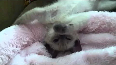 Video 11768121: tiny siamese kitten, siamese kitten playing, siamese kittens baby