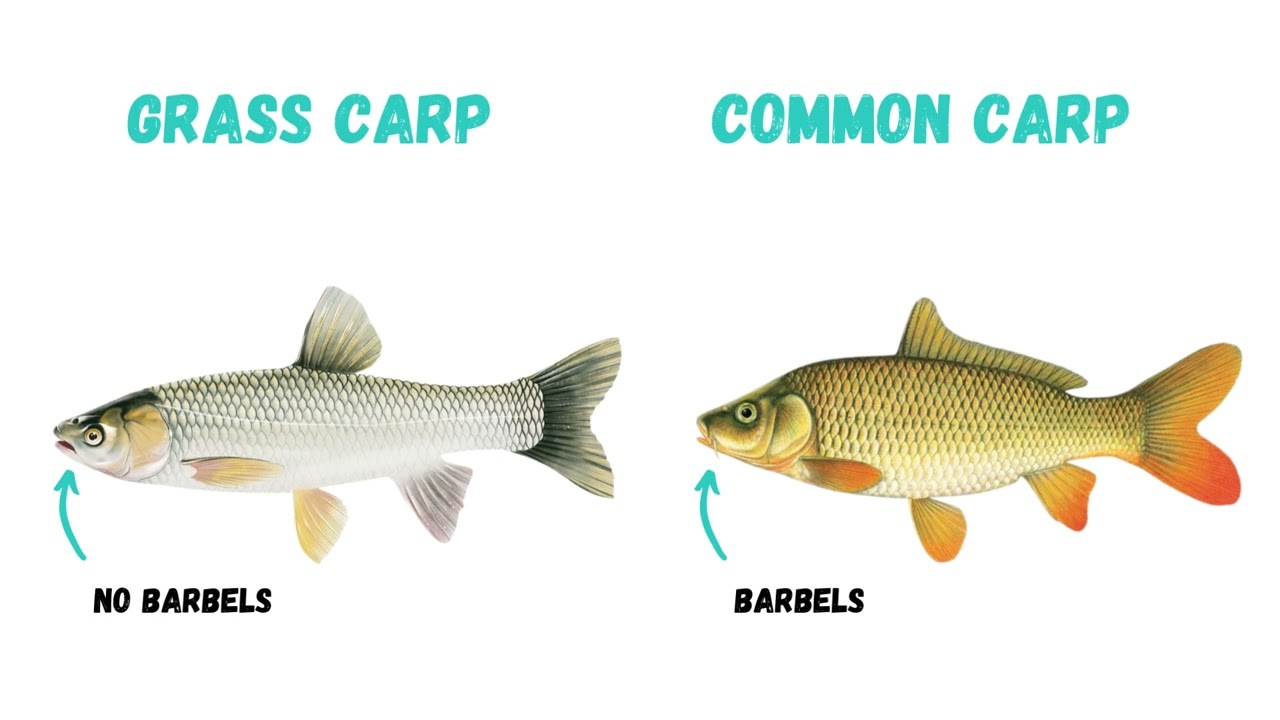 common carp mouth and barbels