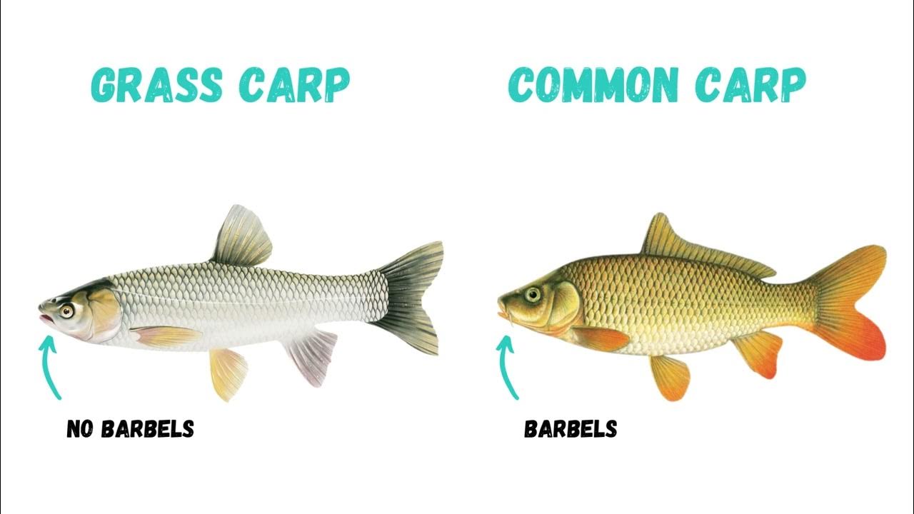 Learn How to Distinguish Invasive Grass Carp from Common Carp. Help Stop the Spread. YouTube