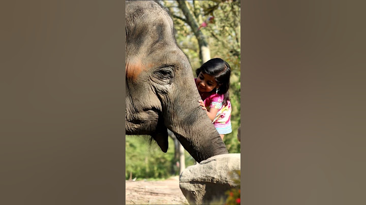🎀 Adorable Baby Girl Meets a Gentle Giant 🐘 | Heartwarming Moment!