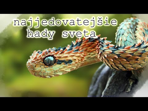 Video: Top 5 Najjedovatejších Hadov Na Planéte