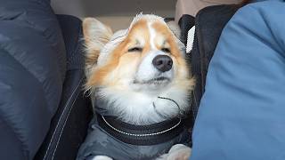 木彫りのコーギー 雨の散歩 木彫りのコーギー（ご予約済み） 木彫りの