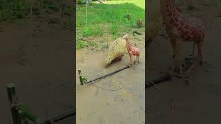 New Amazing Quail Trap Technique using Bamboo &amp; Rope #shorts #youtubeshorts