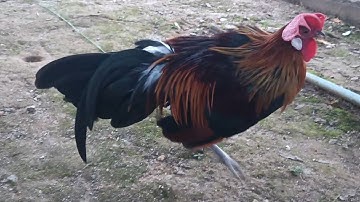 Saib Noob Qaib Dib Tuaj Kauv Qaib Qus Zoo Heev Nawb 0302132069,.....App 02095873356