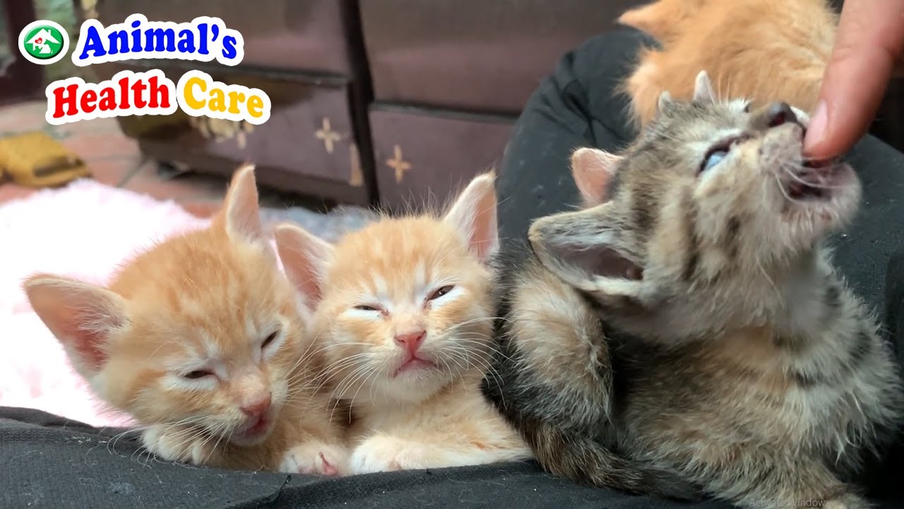 Самые милые котята радуются жизни после спасения - Маленький котенок спит на лапке отца