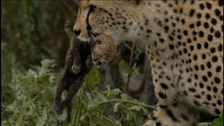 Who is the mother of four children who refused the bachelor's blitz of affection?