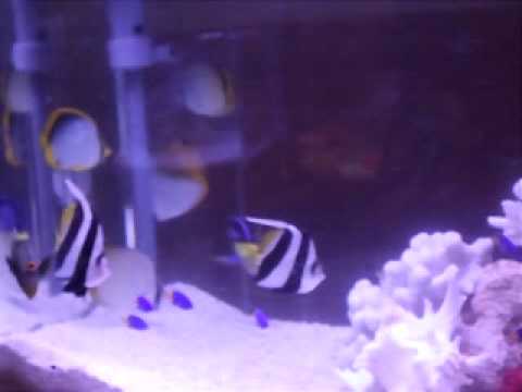 090321 イオン東浦で「わくわく水族館」。