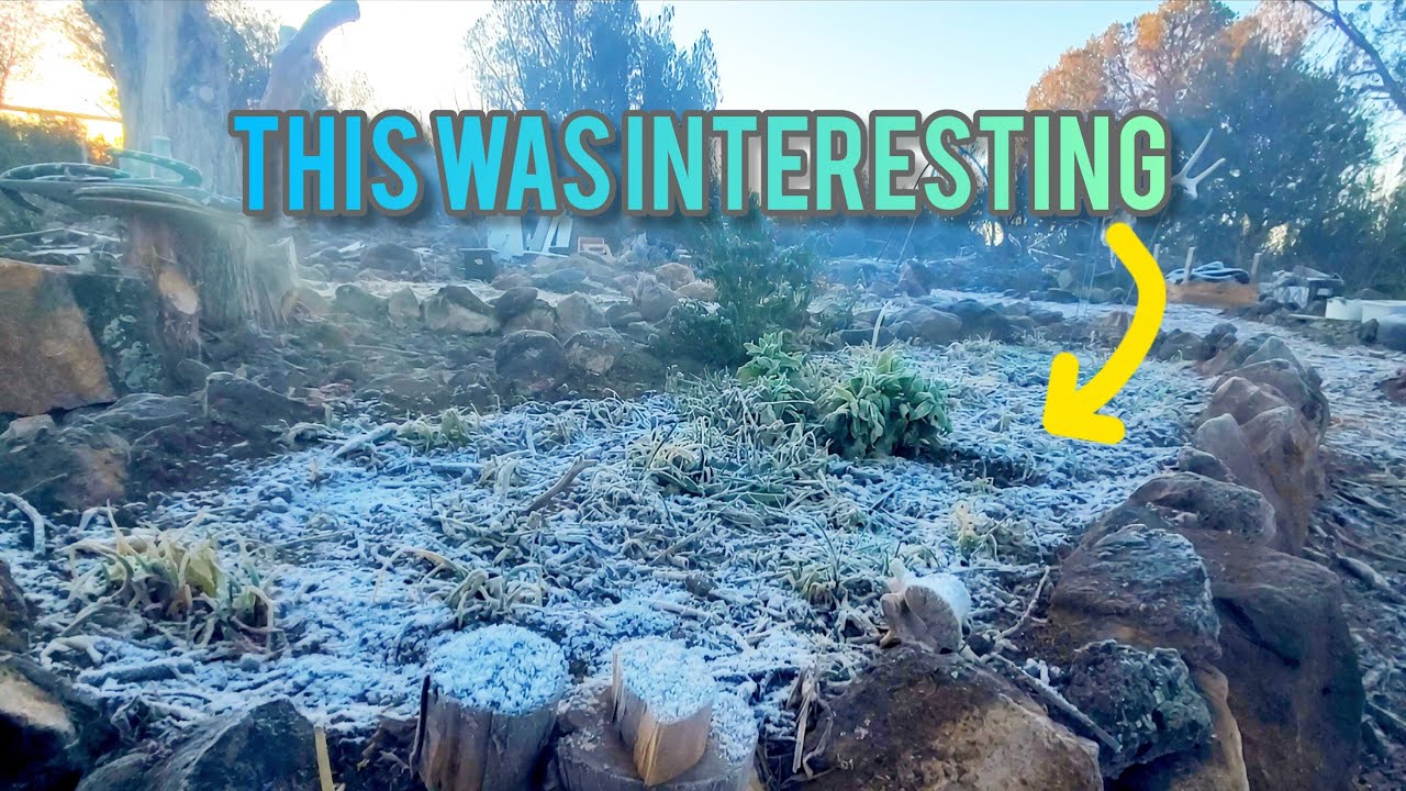 Я не ожидал, что сильный зимний шторм вызовет такое в высокогорной пустыне.