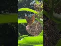 #DreamTrackAI #butterfly