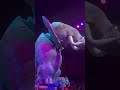 Characters of The Festival of the Lion King #disney #shorts