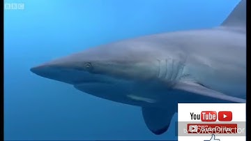 تلاوة عجيبة تهز الروح والجوارح القاري عمير شميم