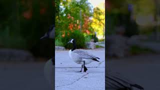 Fall at Northwestern University #Shorts