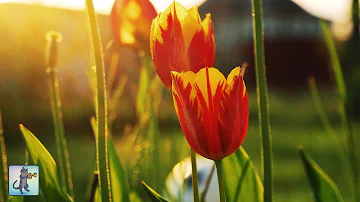 Stunning Flowers 🌷 Amazing Nature Scenery & The Best Relax Music • 3 HOURS