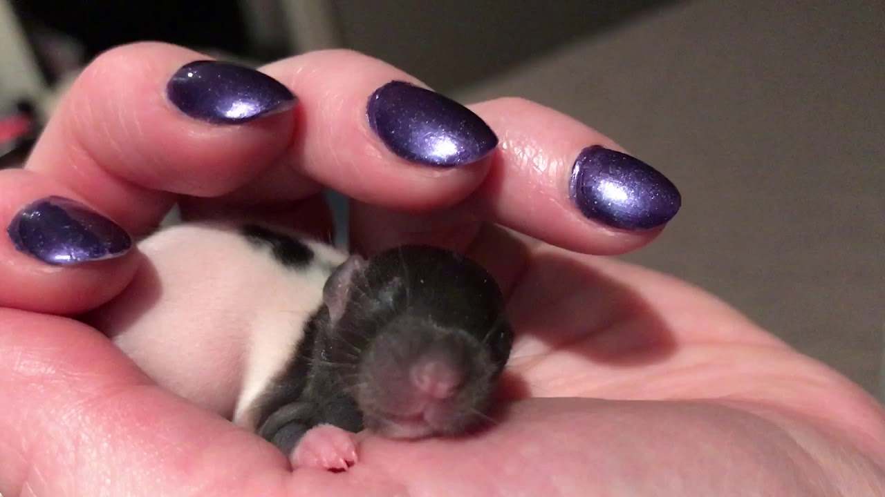 Baby Rat Sleeping (9 days old)