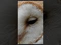 Silent Hunter of the Forest 🦉 | Beautiful Barn Owl in 4K