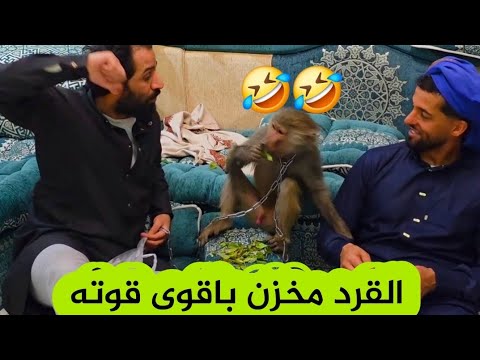 احلا تخزينه مصطفى المومري ودولا مولا والقرد 