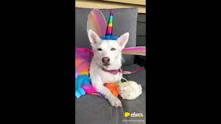 CHEEZ APP Compilation - BEST VIDEOS - 🤑🤑🤑DOWNLOAD CHEEZ APP AND EARN MONEY 👍🏻🧀🧀🧀 screenshot 1