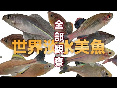 Brother Mononoke Aquarium Channel - YouTube
