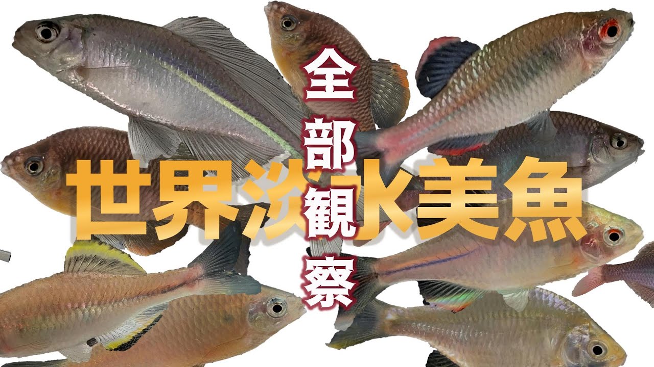 世界の美しい外国産タナゴを養殖！マクロ撮影で種類別に紹介/そんな珍しいタナゴが釣り堀で釣れる！