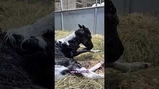 Nini's colt
