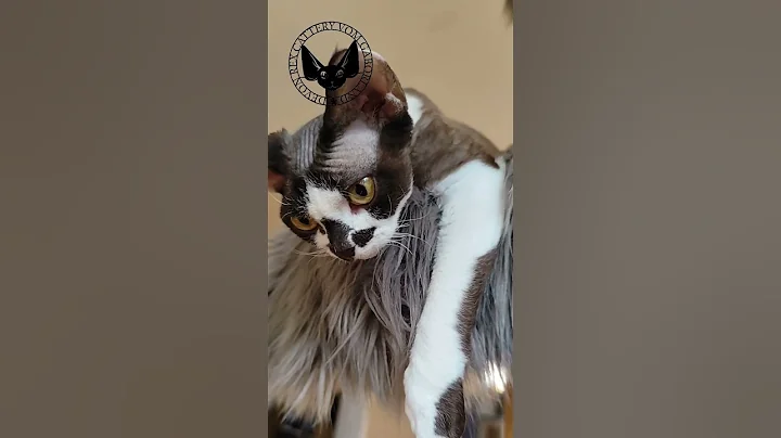 Video 11574121: animal cat pet kitten, cat kitten cute pets, cat kitten pets funny, cats kittens living