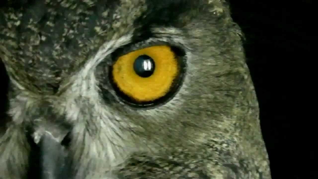 My Giant Eurasian Eagle Owl 