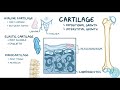 le cartilage : types, structure et croissance