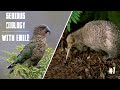 Kiwi, Kea, Weka and other birds of New Zealand - Serious Biology #7