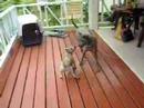 Thai Ridgeback Dog - Runa の動画、YouTube動画。