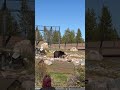 Grizzly and wolf discovery center. The boys came out to eat. #grizzlybear #feedingtime #learning