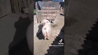 @Million_On_Pigs #Хозяйство #Pig #Деревня #Животные #Piggy #Пьетрен Макстер