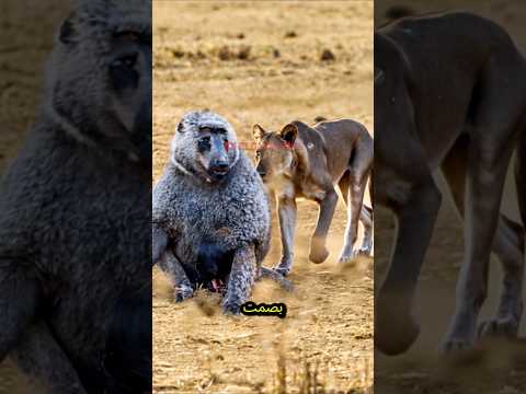 ذكر البابون ضد أنثى الأسد وجها لوجه