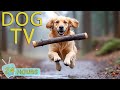 DOG TV: Video Entertain &amp; Relax for Dogs to Watch When Home Alone - Best Collection Music for Dogs