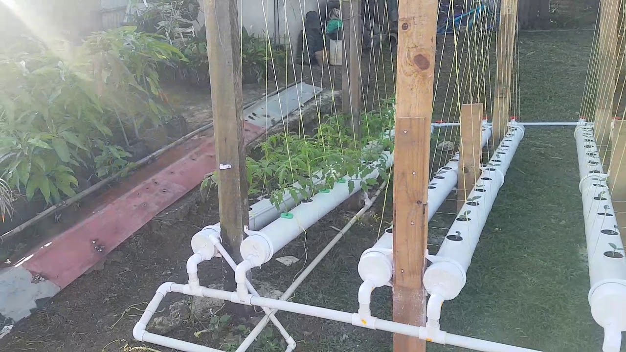 Nft hydroponic trial trial Trinidad and Tobago YouTube