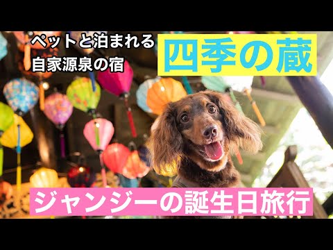 [四季の蔵]ジャンジーの誕生日にペットに最大限優しすぎるお宿に泊まってお祝いしてきた！[ミニチュアダックス]