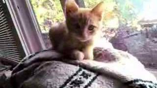 Egge the Apricot-Siamese kitty