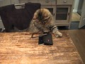 Lara our Pixie bob cat  takes the phone an and destroyed this の動画、YouTube動画。