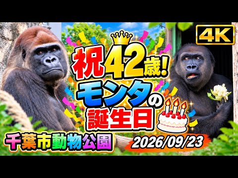ゴリさんの動物園日記 ( Mr. Gori ) - YouTube