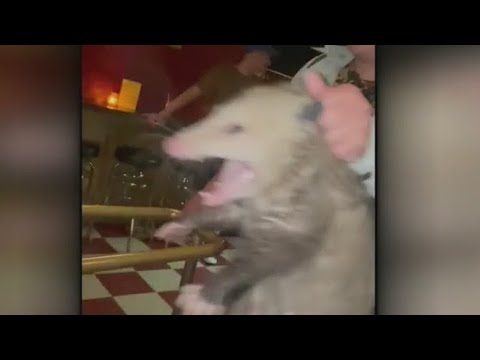 An opossum walked into a bar in Brooklyn