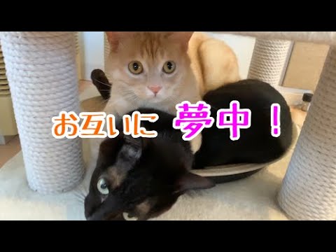 相思相愛！ラブラブな猫たち