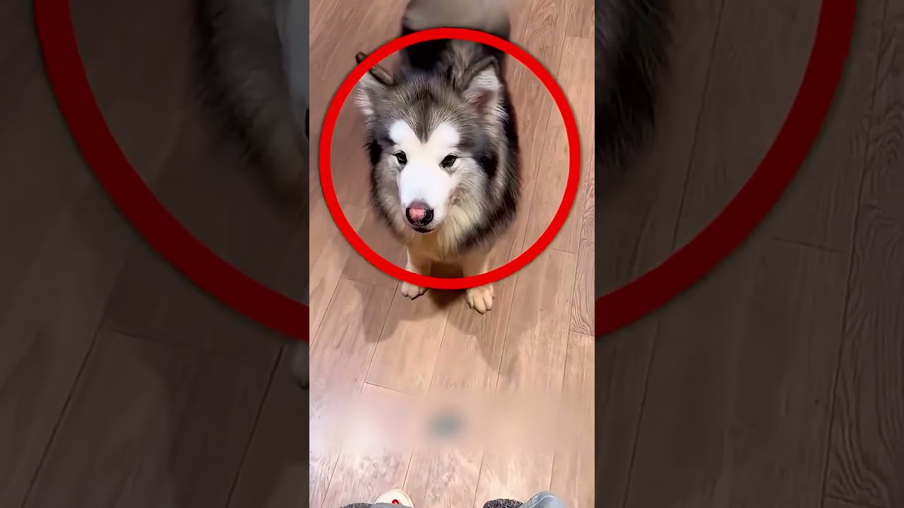 Милый, но очень ревнивый пёсик 🐶 ❤️ 